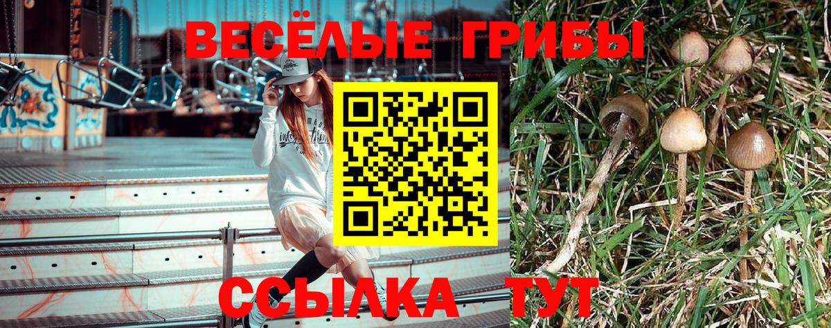 Псилоцибиновые грибы Cubensis Псков